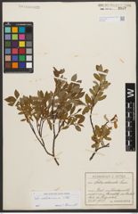 Foto von Salix waldsteiniana Willd.